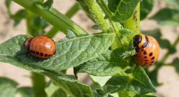 Boj proti mandelince bramborové bude vítězný